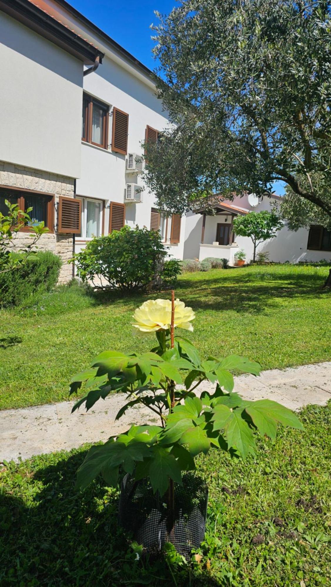 Dina Apartment Pula
