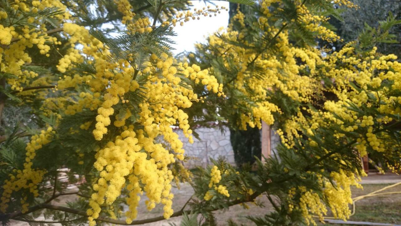Appartamento Dina Pola